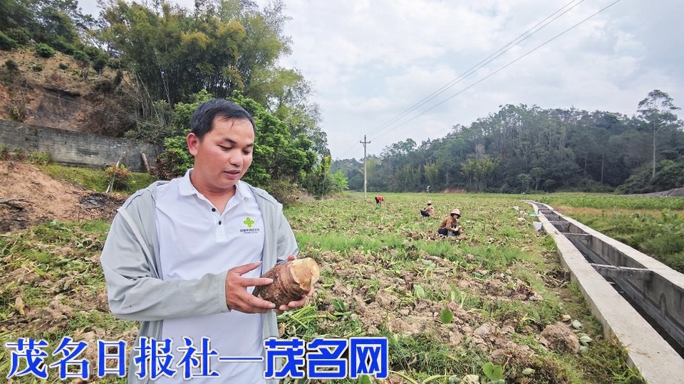 【新春走基层】信宜镇隆无人机化身“搬运工” 小芋头托起乡村振